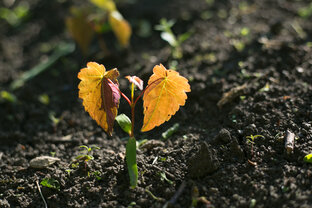 Размножение растений
