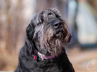 Наши подопечные на доживании