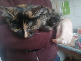 Кошечка Алиса