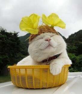 Позитивные посты, короткие изречения