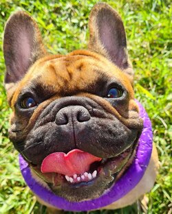 Трени бульдога