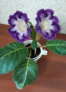 Глоксинии 🌺