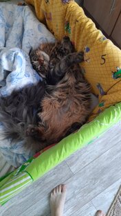 Кот 