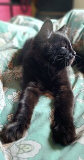 Советы котенка Кузи