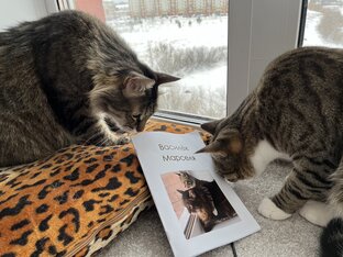 Василек Марселя