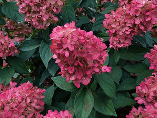 Метельчатые гортензии