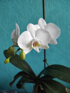 Мир на подоконнике 