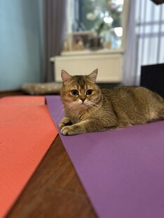 Мой кот 🐱 
