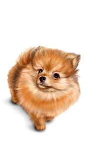 Собака бабака