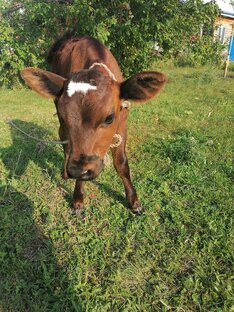 Жизнь деревенская
