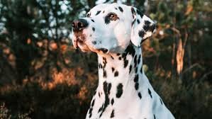 Собакин