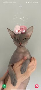 Как Пикси замуж собиралась