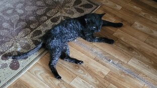 Короткая история Кудрявого... Прости, Кудрявый...
