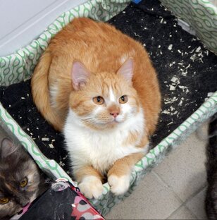 Котики в Малинках