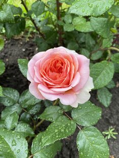 Аффирмации