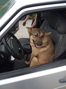 Дама за рулем