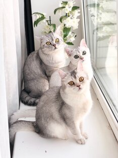 Кот Маню и кошки 