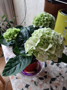 Горшечные 🌱