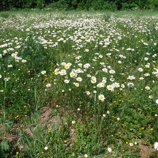 Мы теряем луговую пойму