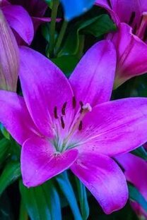 🌸