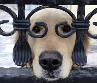 Мохнатые, усатые