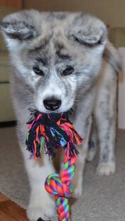 Жизнь Вакахи 