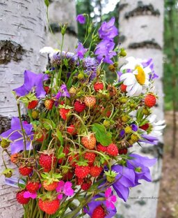 Необычные факты о растениях