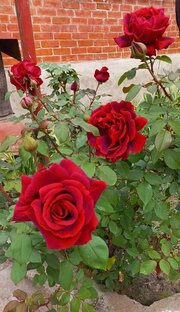 сад и огород