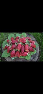 Мои сорта клубники