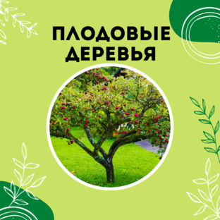 Про плодовые деревья