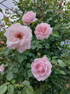 Старые песни СССР 