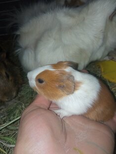 Морские свинки ( практическа информация)