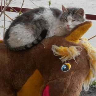 Кошачьи игры