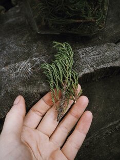 Магические травы.