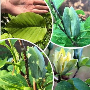 Про магнолию