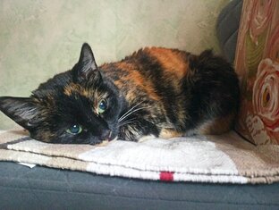 Котэ
