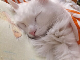 Кошки и малыши кошки