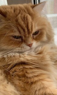 Смородина🍃