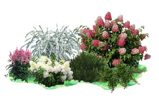 Схемы клумб с гортензиями