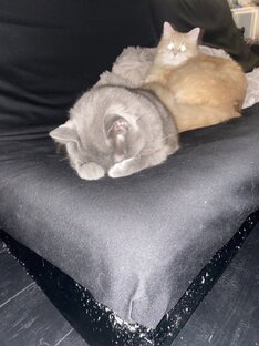 Котейки-котички