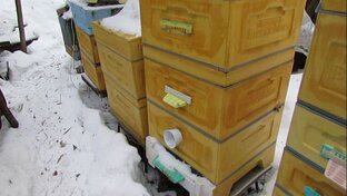 январь на пасеке