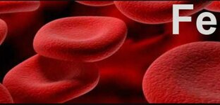 Все о железе в крови