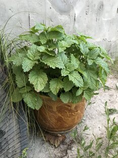 Дела огородные 