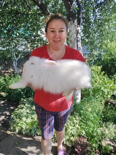 Кролики