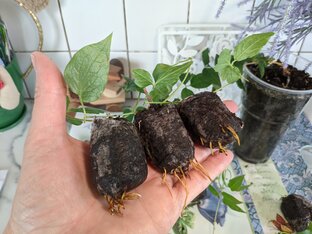 Черенкование растений