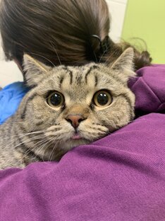 Кошки
