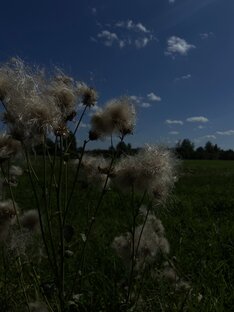 Новгородская область