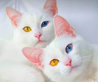 Кошки