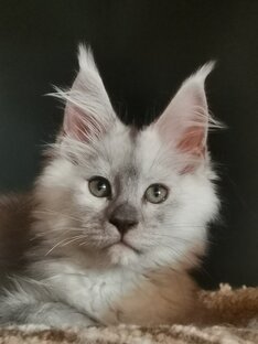 Серебряная девочка