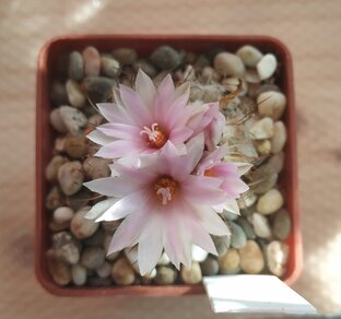 Кактусы и суккуленты